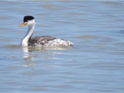 Clark's Grebe